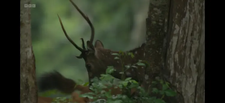 Chital (Axis axis) as shown in Planet Earth III - Forests